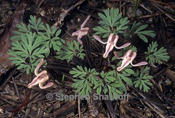 dicentra uniflora 2 graphic